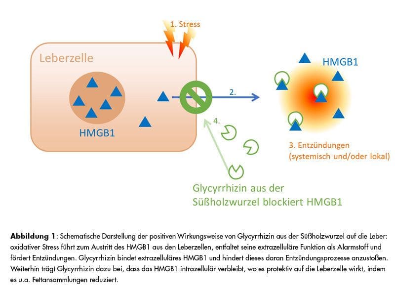 Darstellung der positiven Wirkungsweise von Süßholz