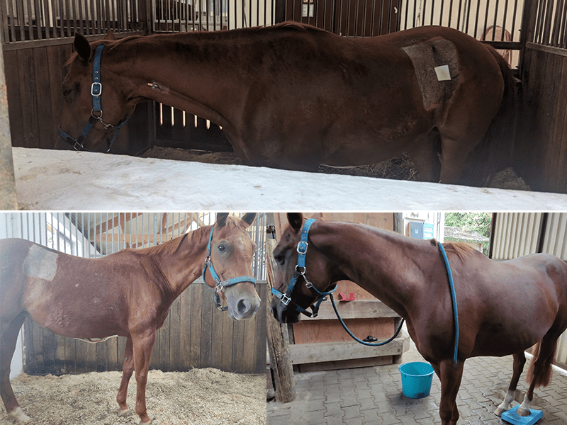 Wundheilung nach Pepsi´s OP