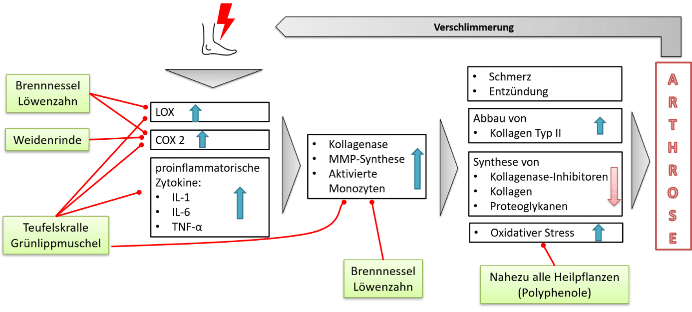 Abbildung Pathogenese der Arthrose und antiarthrotische und antientzündliche Effekt von Heilpflanzen und Naturstoffen