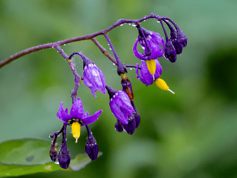 Bittersüßer Nachtschatten