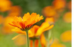 Calendula