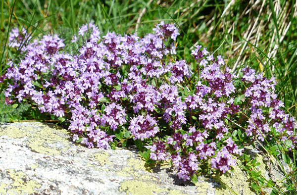 Thymian